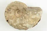 Cretaceous Fossil Ammonite (Calycoceras) - Texas #198216-1